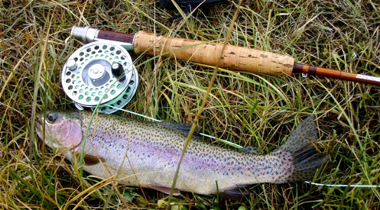 Typical Firehole River Rainbow Trout (Released) photo