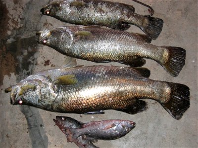 The three large fish are Barramundies.