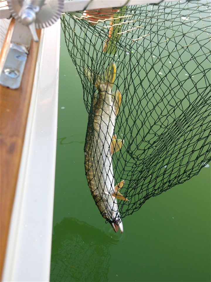 Pike of Saône river near Tournus (Saône-et-Loire, France).