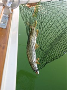 Pike of Saône river near Tournus (Saône-et-Loire, France).