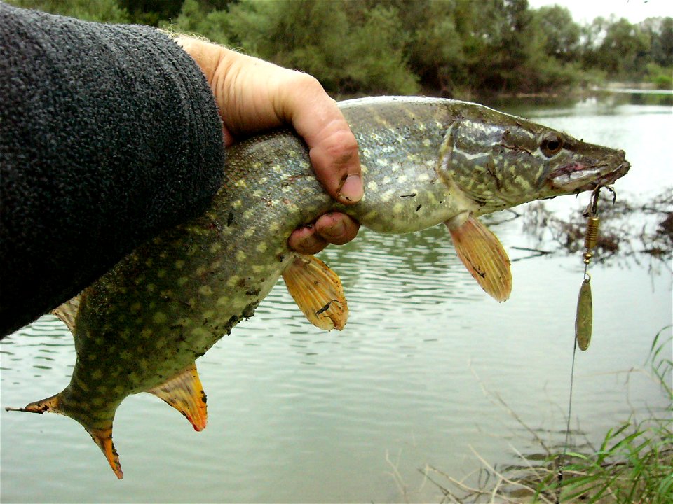 A specimen of Esox lucius (Northern Pike) caught in Nørre Sø in Viborg, Denmark