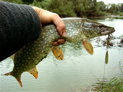 A specimen of Esox lucius (Northern Pike) caught in Nørre Sø in Viborg, Denmark