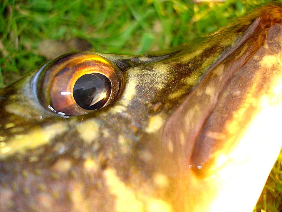 Eye of a European pike. Esox Lucius.