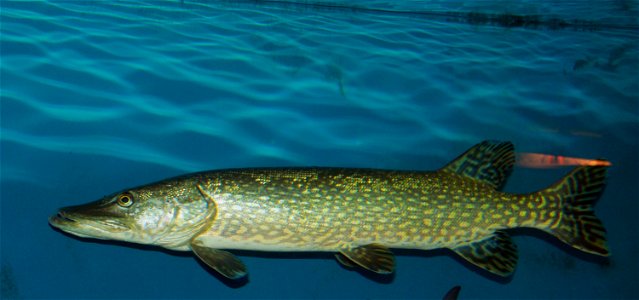 Northern pike on exhibition Subaqueous Vltava, Prague 2011, Czech Republic