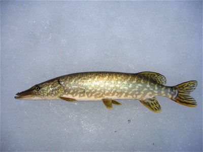 Esox on snow photo