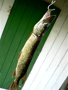Image title: Northern pike Image from Public domain images website, http://www.public-domain-image.com/full-image/fauna-animals-public-domain-images-pictures/fishes-public-domain-images-pictures/north photo