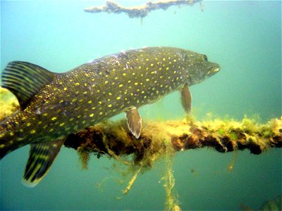 Northern Pike - picture taken with Sony DSC5 in 5 m depth in Straussee near Strausberg