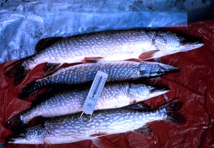 Image title: Northern pike fish lucius linnaeus Image from Public domain images website, http://www.public-domain-image.com/full-image/fauna-animals-public-domain-images-pictures/fishes-public-domain- photo