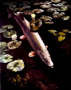 Image title: Northern pike fish underwater esox lucius linnaeus Image from Public domain images website, http://www.public-domain-image.com/full-image/fauna-animals-public-domain-images-pictures/fishe photo