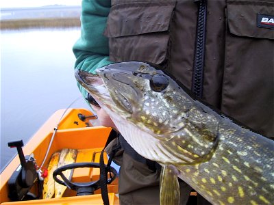 A northern pike (Esox lucius) with a malformed upper jaw. photo