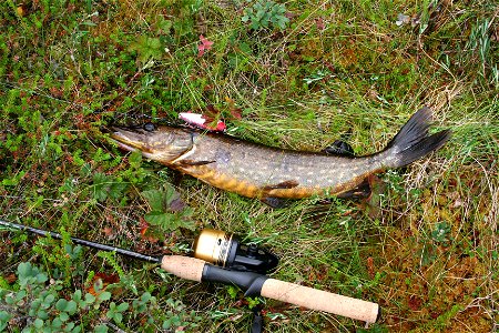 Pike (Esox lucius) is one of the most typical fishes to catch in Finland. photo