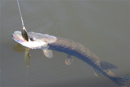 First pike taken on a sunny morning on Lac Opasatica, Quebec. photo