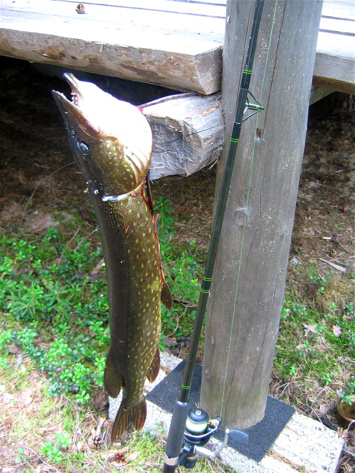 A 4–5 kg Northern pike (Esox lucius) caught in the river of Piltua in Pudasjärvi, Finland