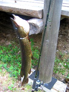 A 4–5 kg Northern pike (Esox lucius) caught in the river of Piltua in Pudasjärvi, Finland