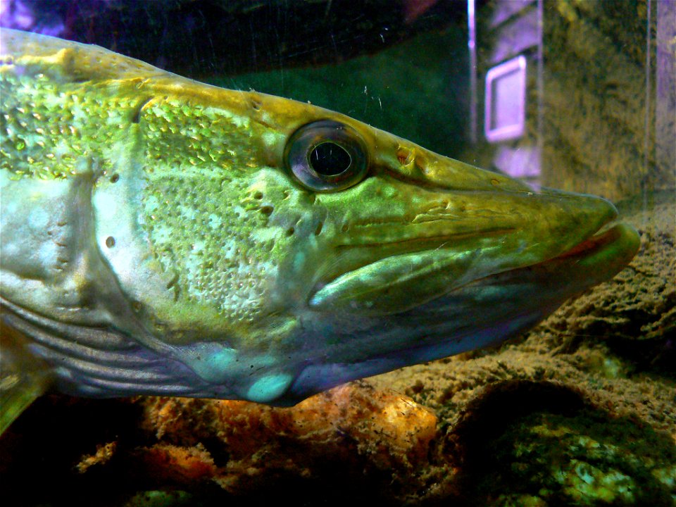 Northern pike at Zoo Ohrada, Hluboká nad Vltavou, Czech Republic