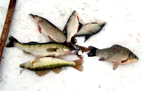 Рыбалка в низовьях Сырдарьи (Казахстан). Зима 2006. photo