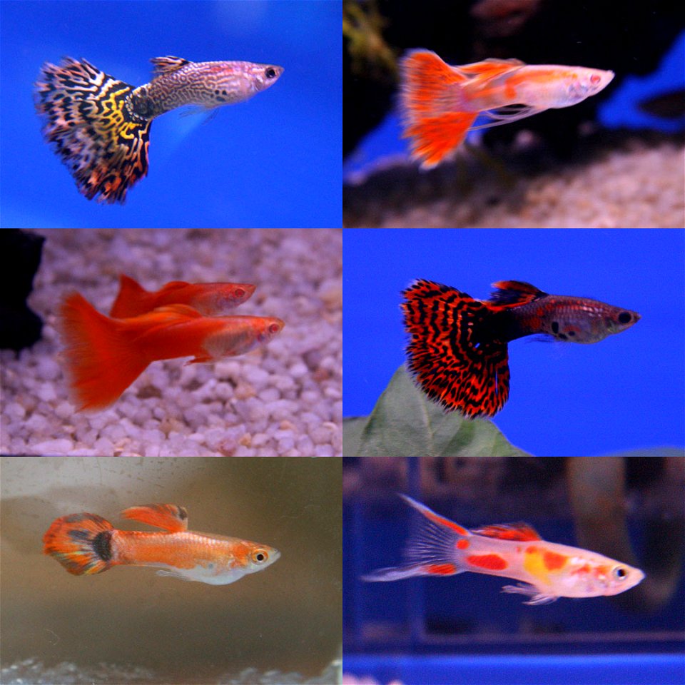 Six different breeds of guppy. Five are fish shown at the 20th Pramong Nomklao fish show event at the Future Park Rangsit, Thailand, in July 2008, while the orange pintail is my own fish at home. The 
