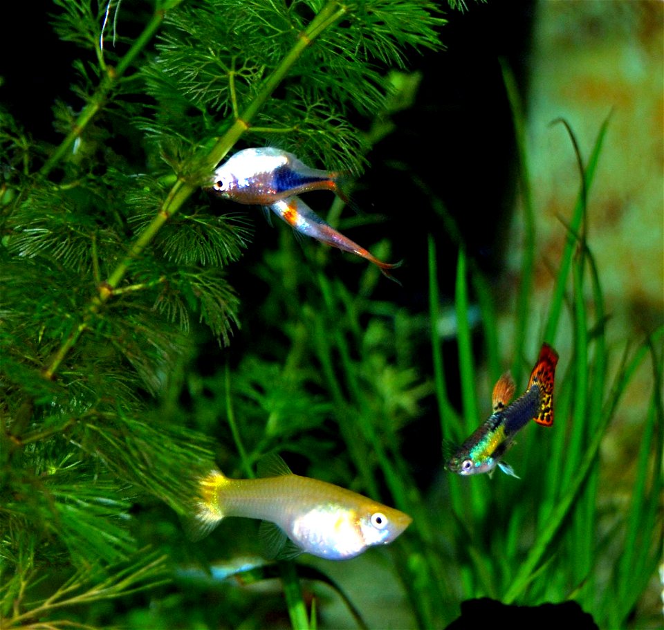 A pair of rasboras