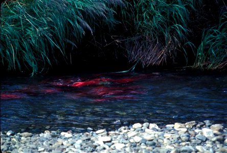 Image title: Red salmon or sockeye salmon in spawning bed Image from Public domain images website, http://www.public-domain-image.com/full-image/fauna-animals-public-domain-images-pictures/fishes-publ photo