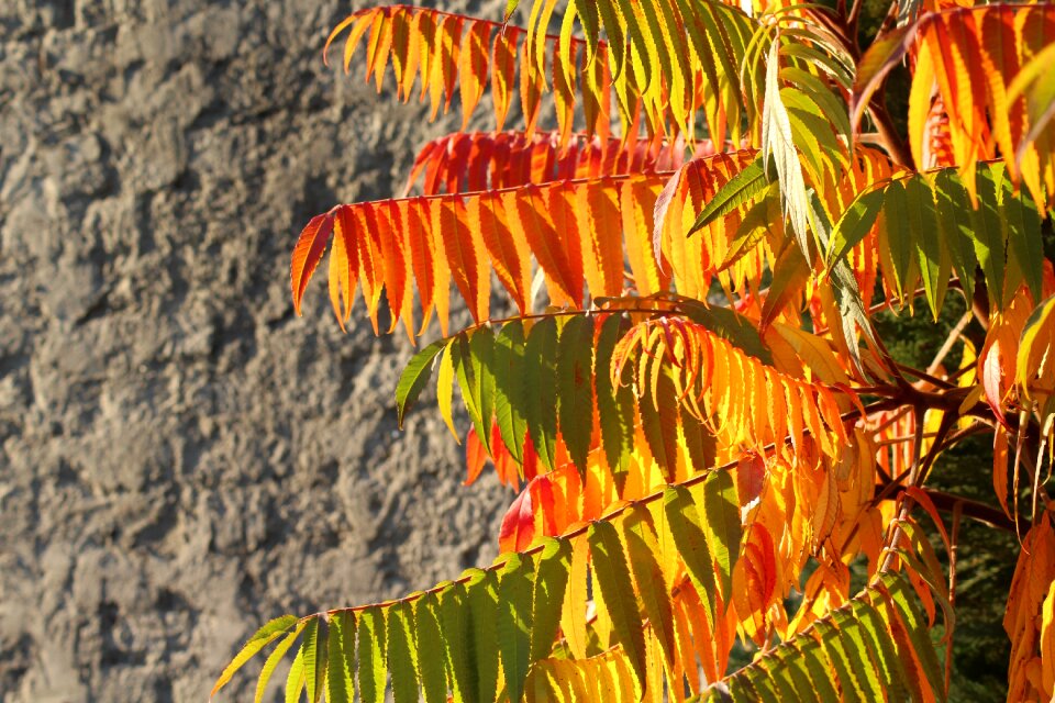 Colorful leaves in the fall nature