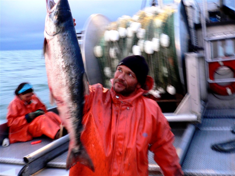 Sockeye harvested at Bristol Bay near Nushagak on board F/V Mecca, 2006.