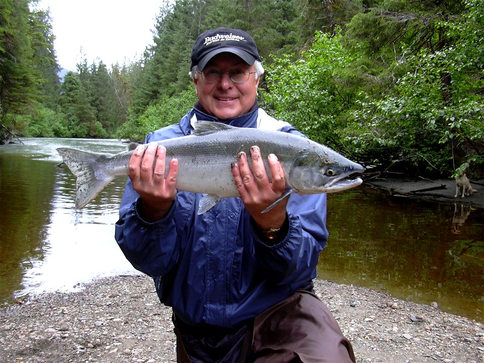 Sockeye salmon caught on an Alaskan stream