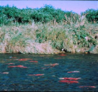 Image title: Sockeye salmon on spawning grounds
Image from Public domain images website, http://www.public-domain-image.com/full-image/fauna-animals-public-domain-images-pictures/fishes-public-domain-