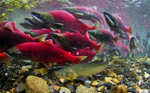 A school of sockeye salmon heading upstream to spawn and a single arctic char stuck near a rock