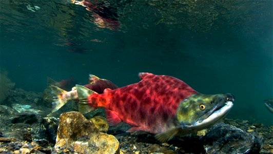 Two pink sockeye salmon swimming in different directions. Males have a hooked nose and a deep red; within a day of fresh water, they start turning red in salt tasting the brackish water of river.