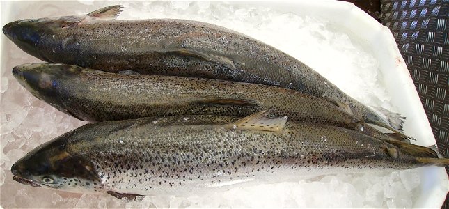 Bred salmons, presumably from Norway photo