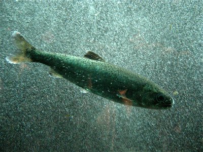 Petit saumon, Aquarium de Seatle, WA, USA Photo prise par Déclic photo