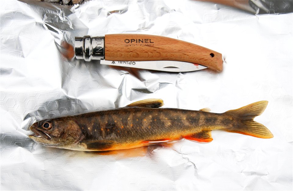 Degenerated form of Salvelinus alpinus