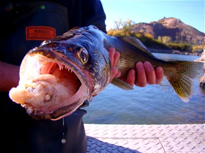 Columbia River Walleye — A walleye with a partially digested fish in its mouth. USGS scientists are studying how non-native fish like this walleye are changing the food web of the Columbia River. For photo