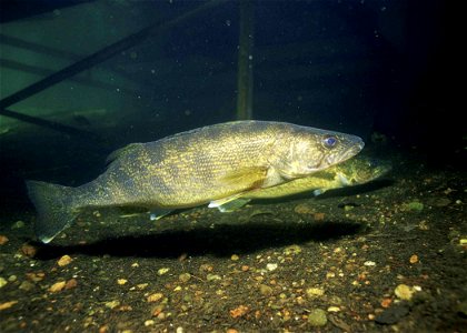 Image title: Walleye fishes underwater photo stizostedion vitreum Image from Public domain images website, http://www.public-domain-image.com/full-image/fauna-animals-public-domain-images-pictures/fis photo