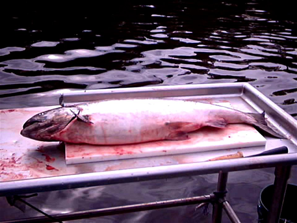 Image title: Adult chinook commonly called king salmon oncorhyncus tshawytscha
Image from Public domain images website, http://www.public-domain-image.com/full-image/fauna-animals-public-domain-images