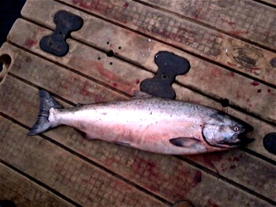 Image title: Oncorhynchus tshawytscha Image from Public domain images website, http://www.public-domain-image.com/full-image/fauna-animals-public-domain-images-pictures/fishes-public-domain-images-pic photo
