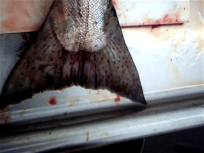 Image title: King salmon chinook salmon tail oncorhynchus tshawytscha
Image from Public domain images website, http://www.public-domain-image.com/full-image/fauna-animals-public-domain-images-pictures