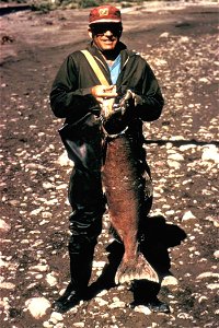 Image title: Fisherman with king salmon Image from Public domain images website, http://www.public-domain-image.com/full-image/sport-public-domain-images-pictures/fishing-and-hunting-public-domain-ima photo