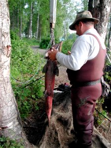 Image title: Man weighs king salmon fish Image from Public domain images website, http://www.public-domain-image.com/full-image/sport-public-domain-images-pictures/fishing-and-hunting-public-domain-im photo