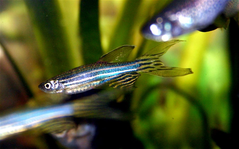 A female specimen of a zebrafish (Danio rerio) breed with fantails