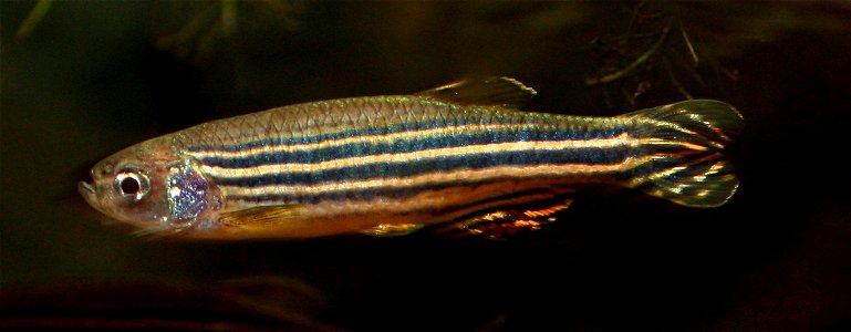 A female zebrafish, Danio rerio photo