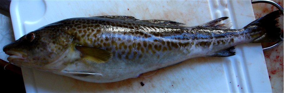 Gadus morhua

 Atlanti tőkehal (Gadus morhua)