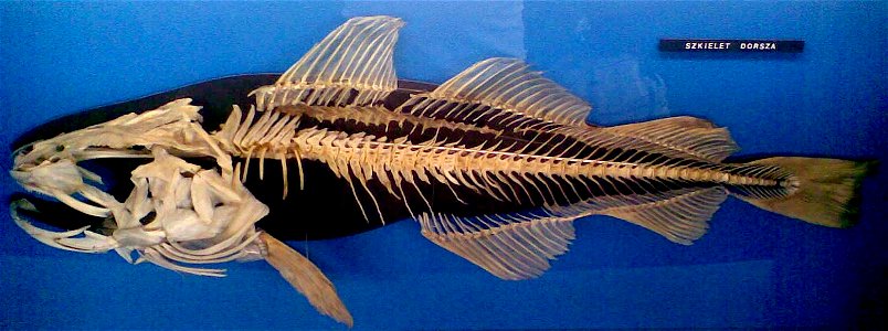Skeleton of a cod (Gadus morhua). Image taken in the Akwarium Gdyńskie, Gdynia, Poland.