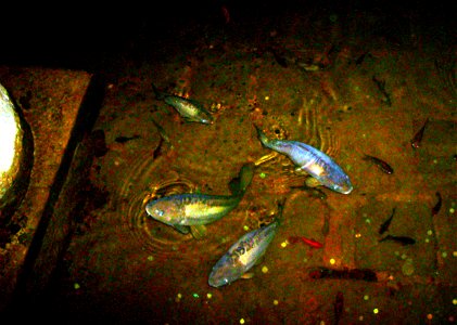 Carp at the Basilica Cistern, Istanbul 2007