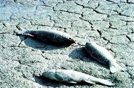 Image title: Carp fishes on dried ground Image from Public domain images website, http://www.public-domain-image.com/full-image/fauna-animals-public-domain-images-pictures/fishes-public-domain-images- photo