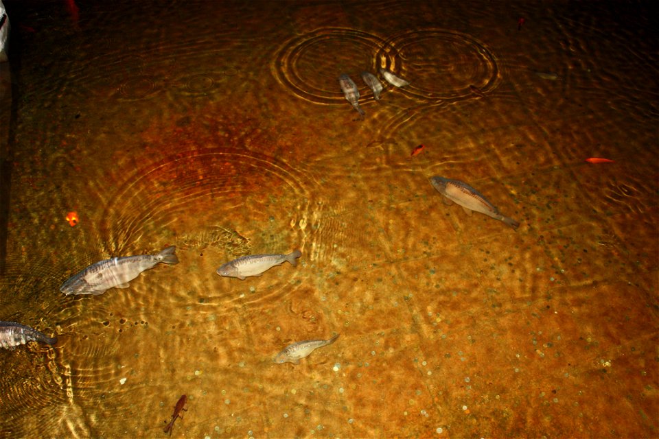 Carps in the waters Basilica Cistern.