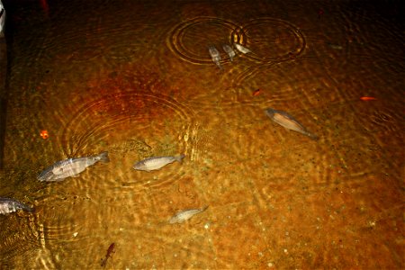 Carps in the waters Basilica Cistern. photo
