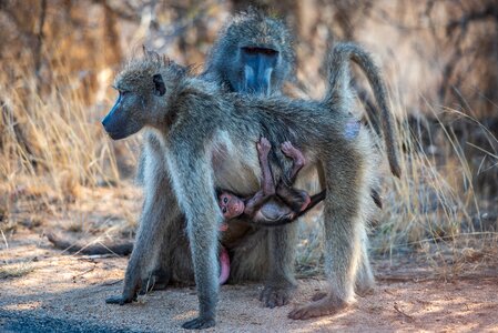 Animal mammal primate