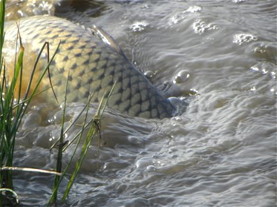 Cyprinus carpio