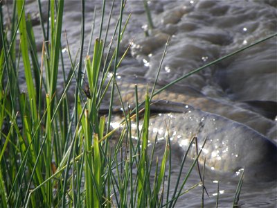 Cyprinus carpio photo